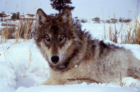 A BEAUTIFUL MAJESTICWOLF - animal, handsome, proud, beautiful