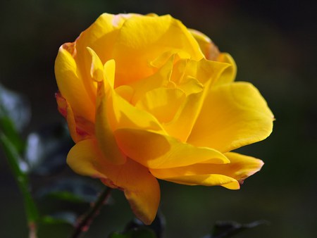 Yellow Rose Beauty - colour, striking, bloom, photography, flower