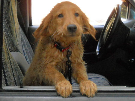 Jazz after his first swim - dog, puppy, golden retriever, swim