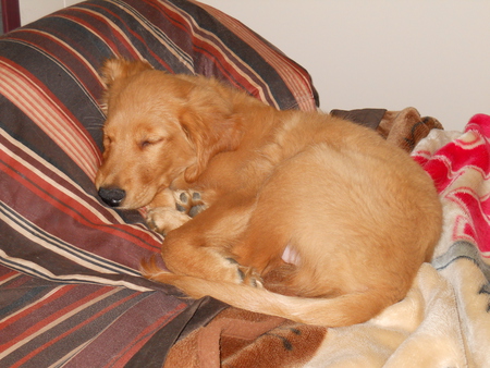 Jazz Takes A Nap - puppy, golden retriever, dog, nap