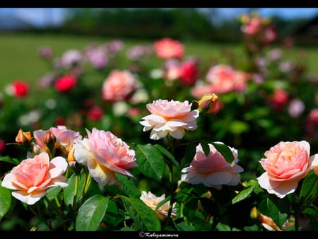 Pink Rose Bush - blooms, buds, pale, pink, thorns