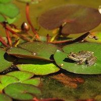 Frog on Lily Pad