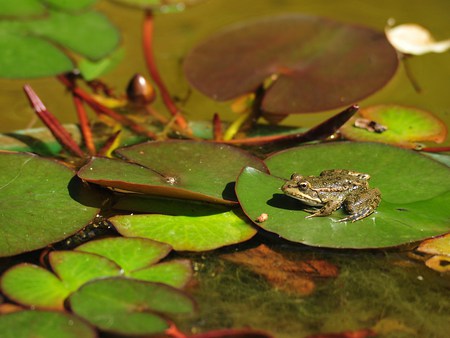 Frog on Lily Pad - water, nature, pond, amphibian, leaves