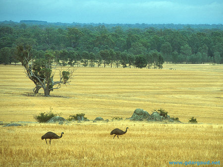 Emus Roaming in Australia - trees, grazing, oz, countryside, grass, birds