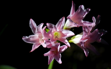 SOFT and BEAUTIFUL - flowers, delicate, pink, soft