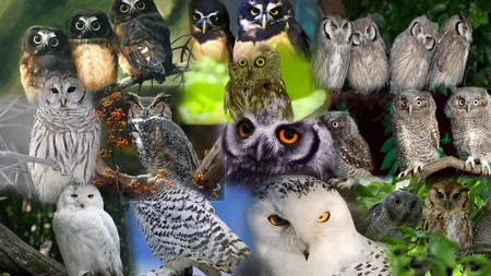 Owl Collage - firefox persona, collage, owls, birds, eyes