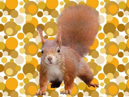 Squirrel - animals, cats, dogs, pets, squirrels