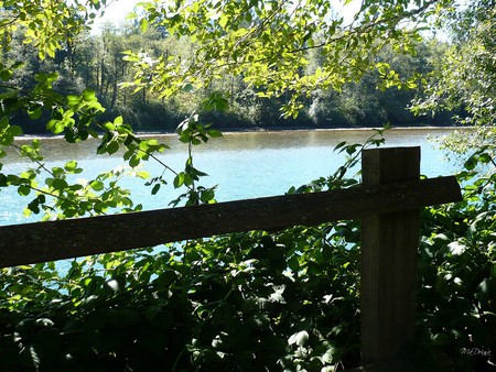 Skagit River Fenced In - widescreen, river, trees, nature, green, plants, fence, washington