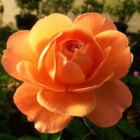 The autumn rose