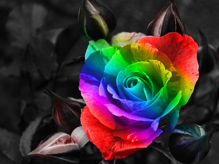 Rainbow Rose - bright, fun, colours, pretty, rose