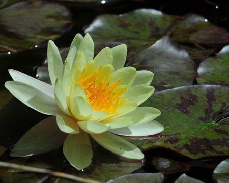 Water Lily - bloom, pond, lily pads, flower, lemon, leaves