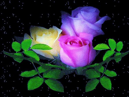 Roses in the stars - 3D and CG & Abstract Background Wallpapers on ...