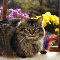 Lovely cat among flowers