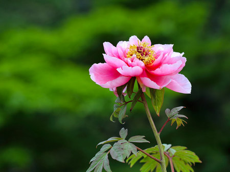 Pink Bloom - colour, lone, striking, leaves, single, flower