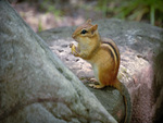 Chipmunk eating nut