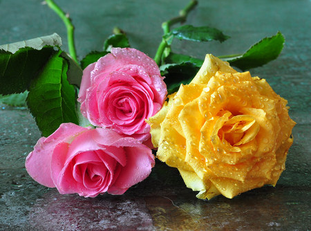 roses - nice, roses, photography, wet, rose, cool, yellow, pink, beautiful, flowers, photo, flower, drops