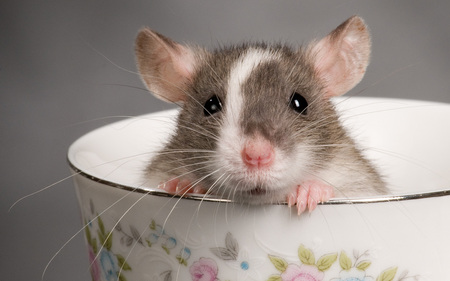 Rat in Teacup - rodent, rat, animal, cute, teacup