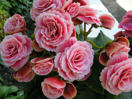 begonia - nice, photography, begonia, cool, pink, beautiful, flowers, photo, flower