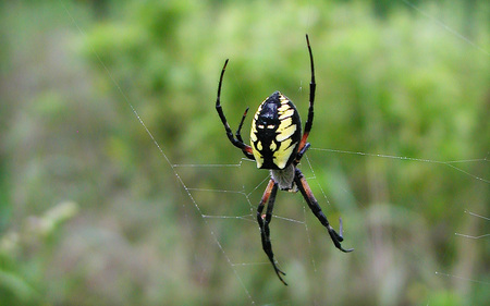 Garden Spider - spider, arachnid, garden, insect, bug