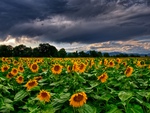 Sunflower Field