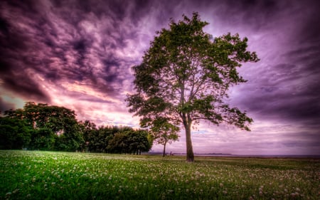 Purple Sky - beauty, sky, trees, peaceful, colorful, field, purple, clouds, green, tree, grass, landscape, lovely, nature, beautiful, colors, flowers