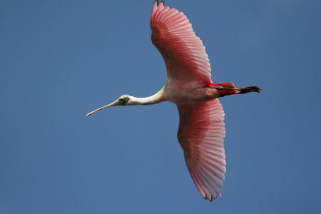 Roseate Spoonbill In Flight