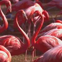 Flock Of Flamingos