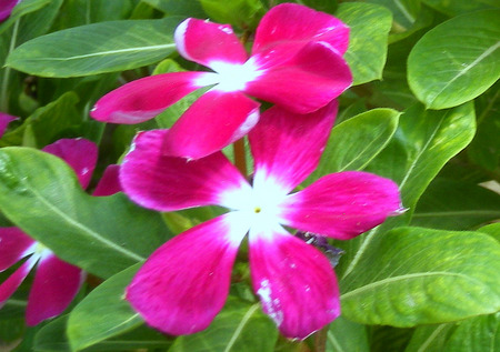 Flowers - flowers, nature, pink