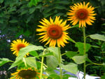 Sunflowers