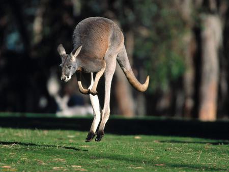 Hop to it - fast, roo, native, oz, hopping, animal, kangaroo