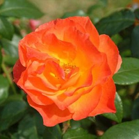 orange rose