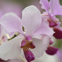 orchirds