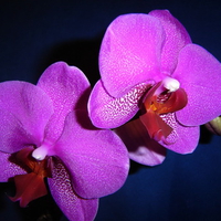 Elegant purple flowers