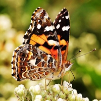 Painted Lady