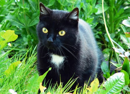 Black cat - felines, black, animals, cats