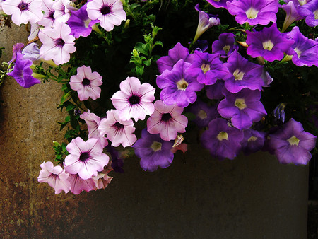 Petunias - nature, petunias, colors, flowers