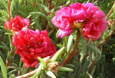 Moss rose - flowers, nature, moss rose