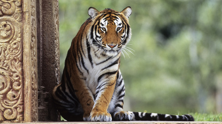 Tiger - national, animal, single, indian, jungle, tiger