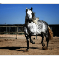 Dapple Grey Andalusian