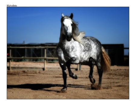 Dapple Grey Andalusian - spanish, dapple, grey, dapple grey, horses, andalusian