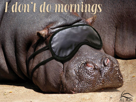 Morning Hippo! - tired, sleepy, eye mask, hippo, mornings