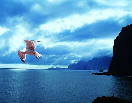 Flight in blue - blue water, sky, ocean, cliff, clouds, gull in flight