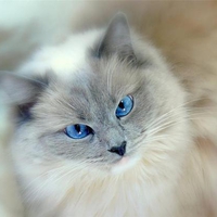 Blue eyes