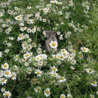 Cat in flowered field