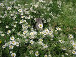 Cat in flowered field