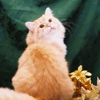 Ragamuffin cat