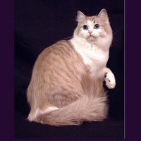 Sweet fluffy cat