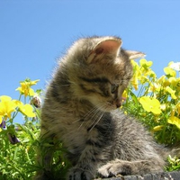 Cat in yellow flowers