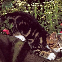 Dark hair kitten