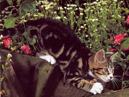 Dark hair kitten - garden, cat, flower, kitten